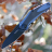 Складной нож Kershaw Natrix XL Blue/Gray 7008CFBLK - Складной нож Kershaw Natrix XL Blue/Gray 7008CFBLK